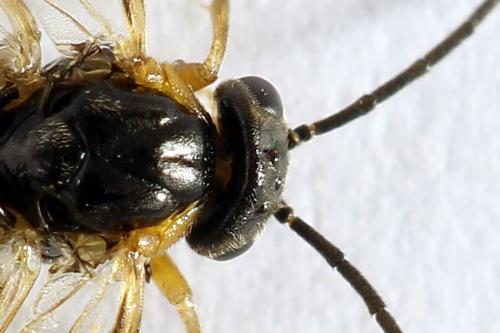 Réf. 272 696 : Pristiphora abietina