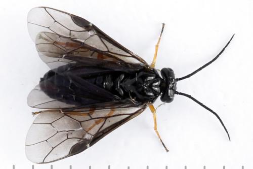 Priophorus rufipes