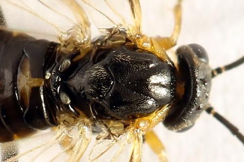 Réf. 272 695 : Pristiphora abietina