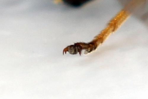Réf. 272 079 : Priophorus rufipes