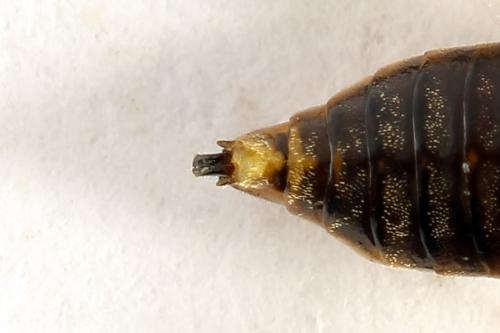 Réf. 272 697 : Pristiphora abietina