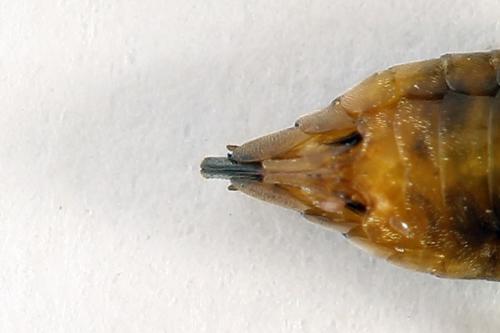 Réf. 272 698 : Pristiphora abietina