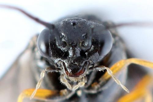 Réf. 272 080 : Priophorus rufipes