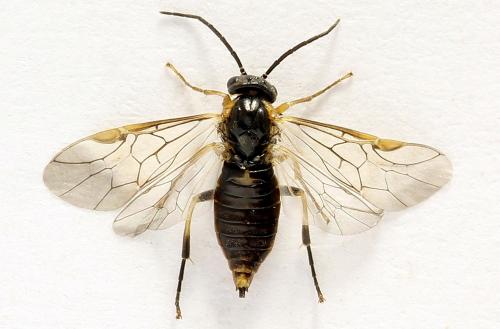 Réf. 272 699 : Pristiphora abietina