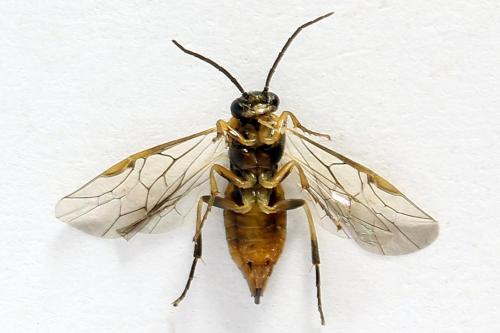 Réf. 272 700 : Pristiphora abietina