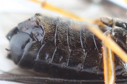 Réf. 272 082 : Priophorus rufipes