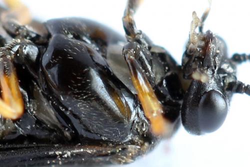 Réf. 272 083 : Priophorus rufipes