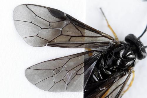 Réf. 272 084 : Priophorus rufipes