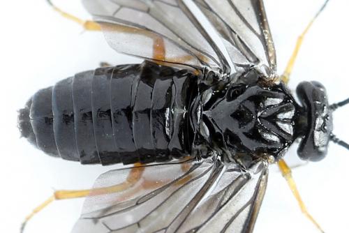 Réf. 272 086 : Priophorus rufipes