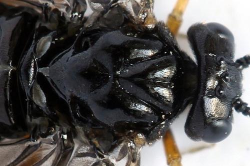 Réf. 272 087 : Priophorus rufipes