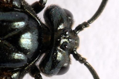 Réf. 272 088 : Priophorus rufipes