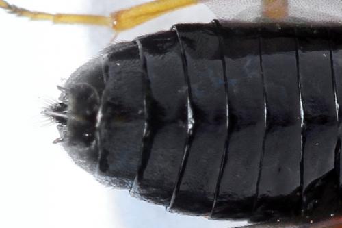 Réf. 272 089 : Priophorus rufipes