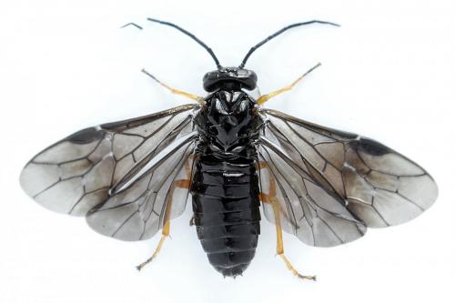 Priophorus rufipes