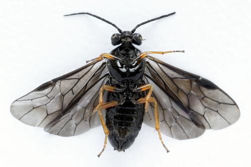 Priophorus rufipes