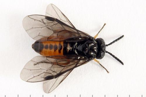 Eutomostethus luteiventris