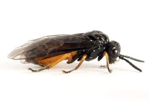 Eutomostethus luteiventris