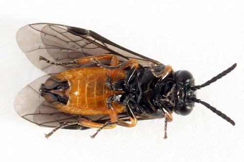 Eutomostethus luteiventris