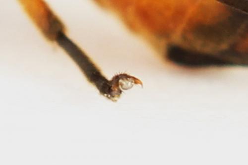 Eutomostethus luteiventris