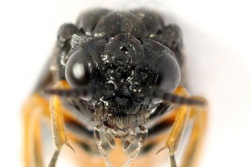 Eutomostethus luteiventris