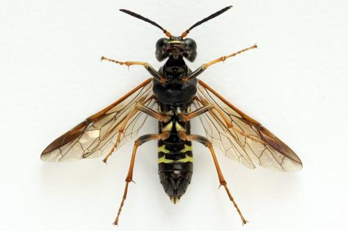 Tenthredo vespa
