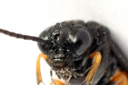 Eutomostethus luteiventris