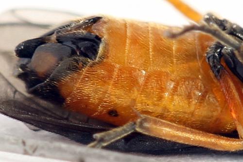 Eutomostethus luteiventris