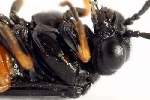 Eutomostethus luteiventris