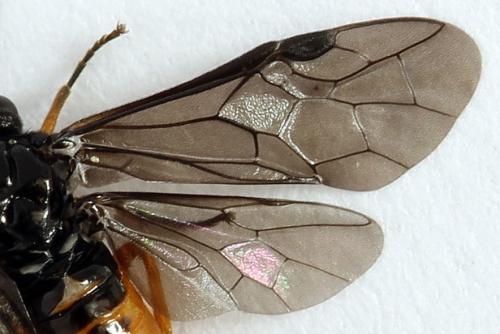 Eutomostethus luteiventris