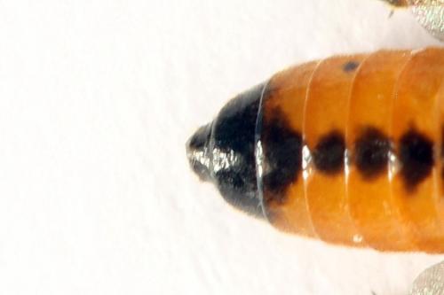 Eutomostethus luteiventris
