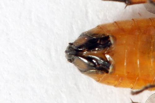 Eutomostethus luteiventris