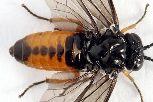 Eutomostethus luteiventris