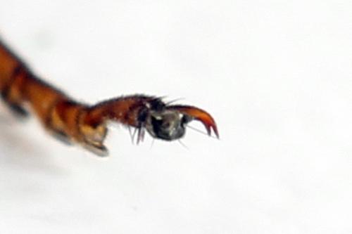 Tenthredo vespa