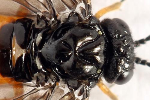 Eutomostethus luteiventris