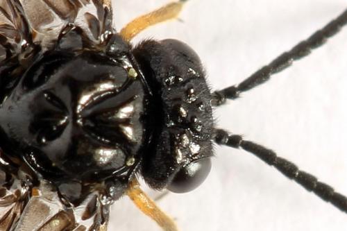 Eutomostethus luteiventris