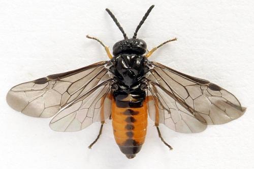 Eutomostethus luteiventris