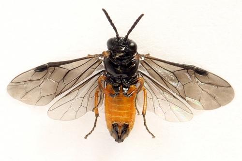 Eutomostethus luteiventris