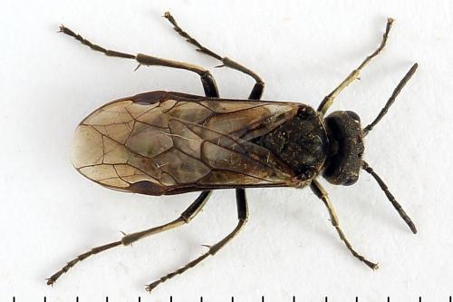 Sciapteryx consobrina