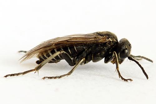 Sciapteryx consobrina