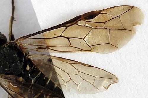 Réf. 272 657 : Sciapteryx consobrina