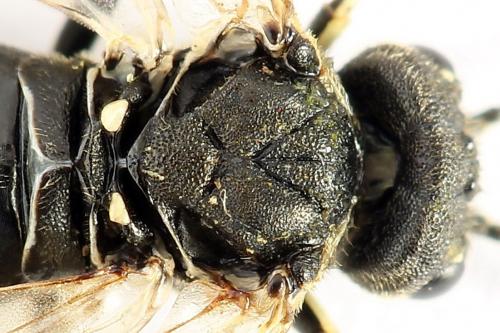 Sciapteryx consobrina