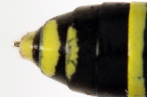 Réf. 272 025 : Tenthredo vespa