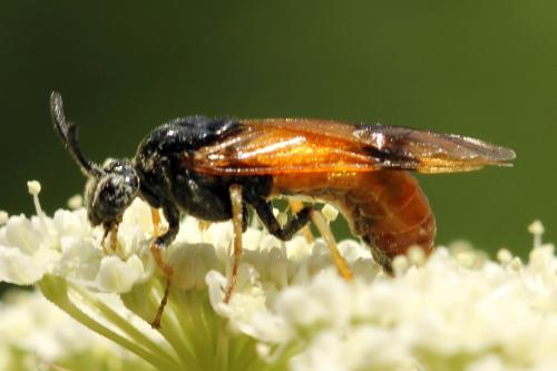 Réf. 272 172 : Arge dimidiata