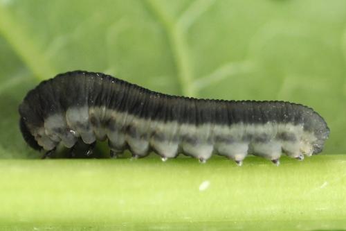 Réf. 272 813 : Athalia rosae