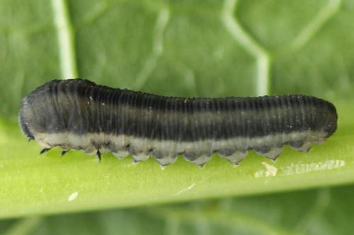 Réf. 272 814 : Athalia rosae