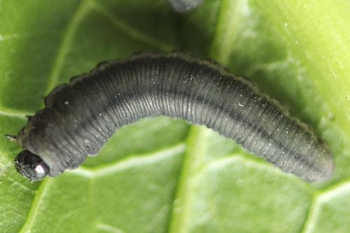 Réf. 272 815 : Athalia rosae