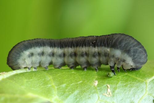 Réf. 272 816 : Athalia rosae