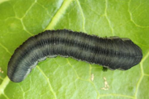 Réf. 272 817 : Athalia rosae