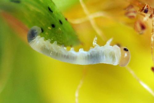 Zonuledo amoena