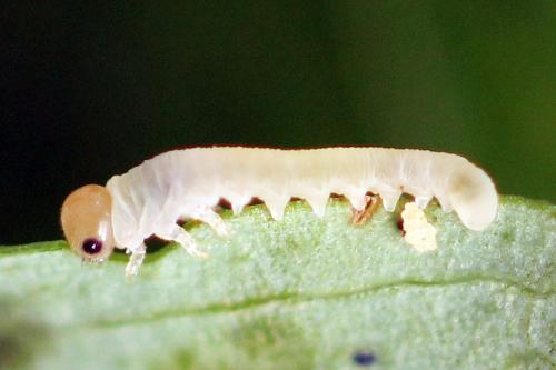 Réf. 272 351 : Zonuledo amoena