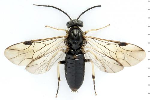 Réf. 272 795 : Pristiphora geniculata